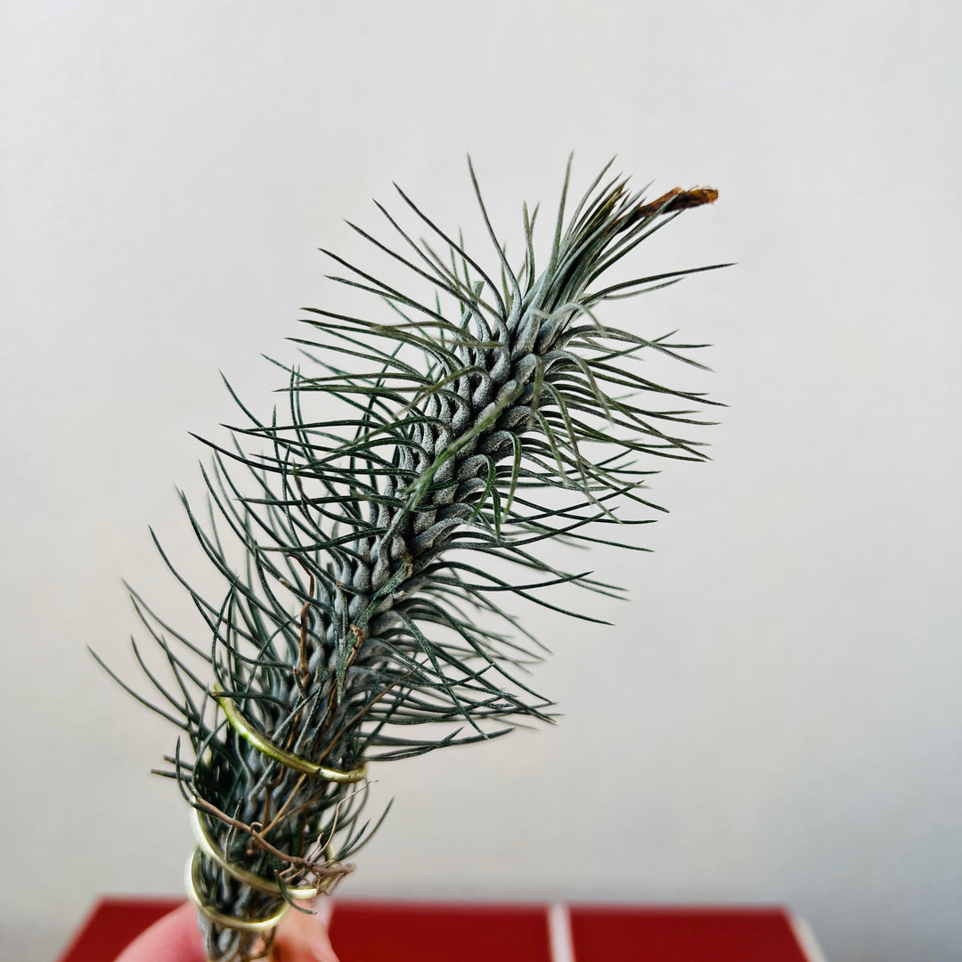 Tillandsia Funckiana Crazy Love -Air Plant