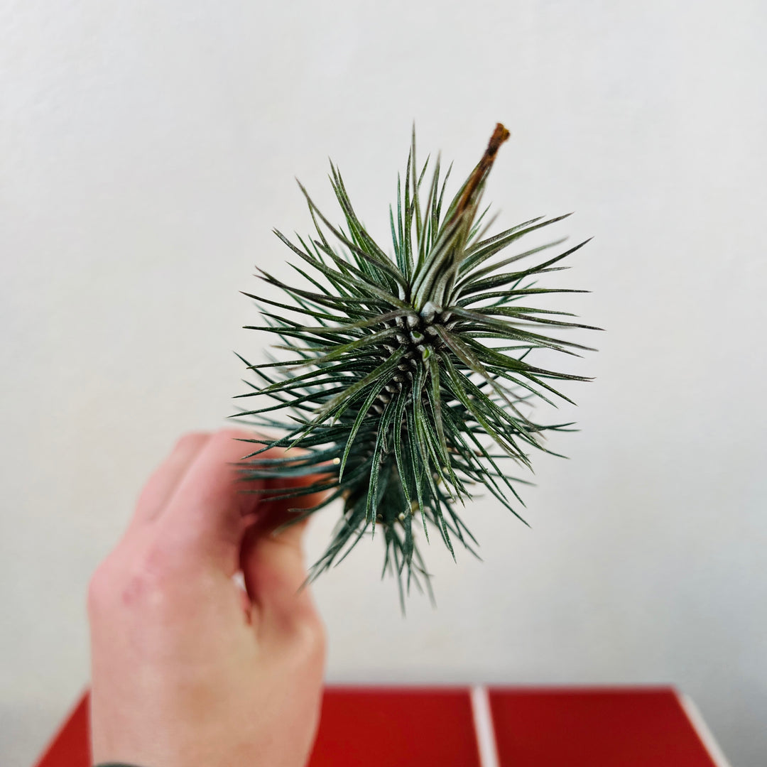 Tillandsia Funckiana Crazy Love -Air Plant