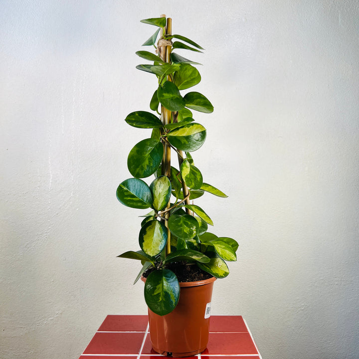 Hoya Pyramid Mix - Wax Plant (Assorted Varieties)