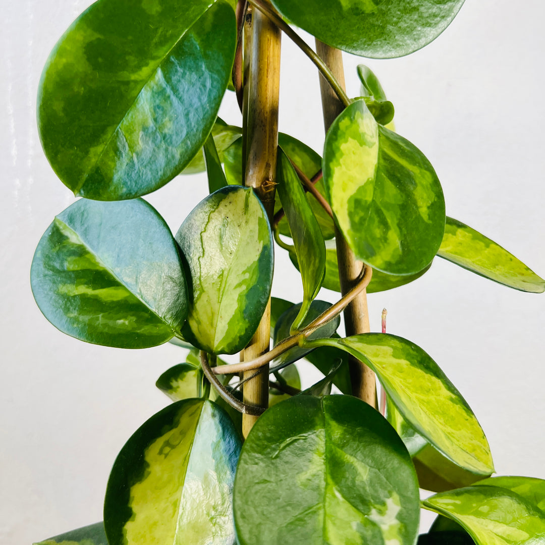 Hoya Pyramid Mix - Wax Plant (Assorted Varieties)
