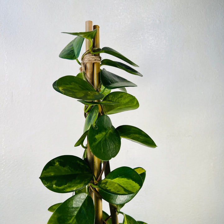 Hoya Pyramid Mix - Wax Plant (Assorted Varieties)