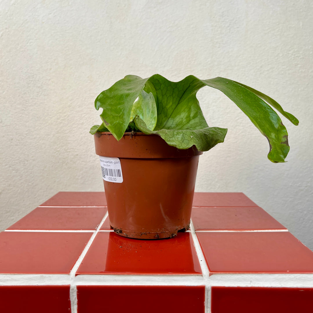 staghorn philodendron Platycerium Superbum -Giant staghorn fern – Plant Studio