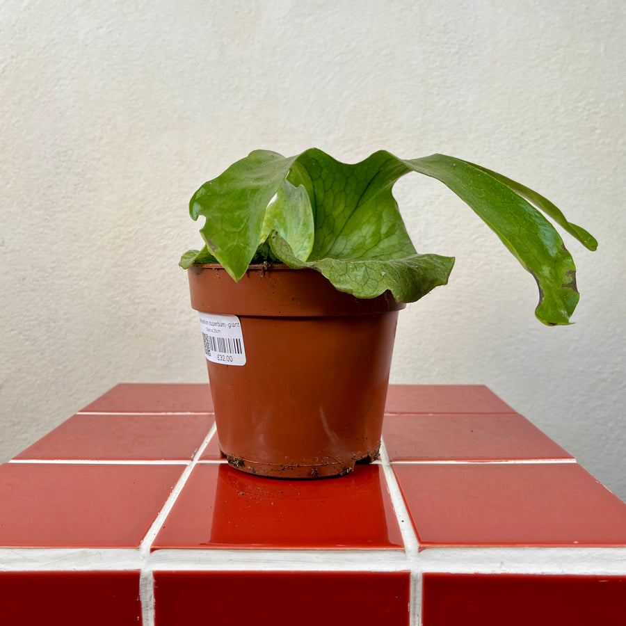 antler philodendron Platycerium Superbum -Giant staghorn fern – Plant Studio