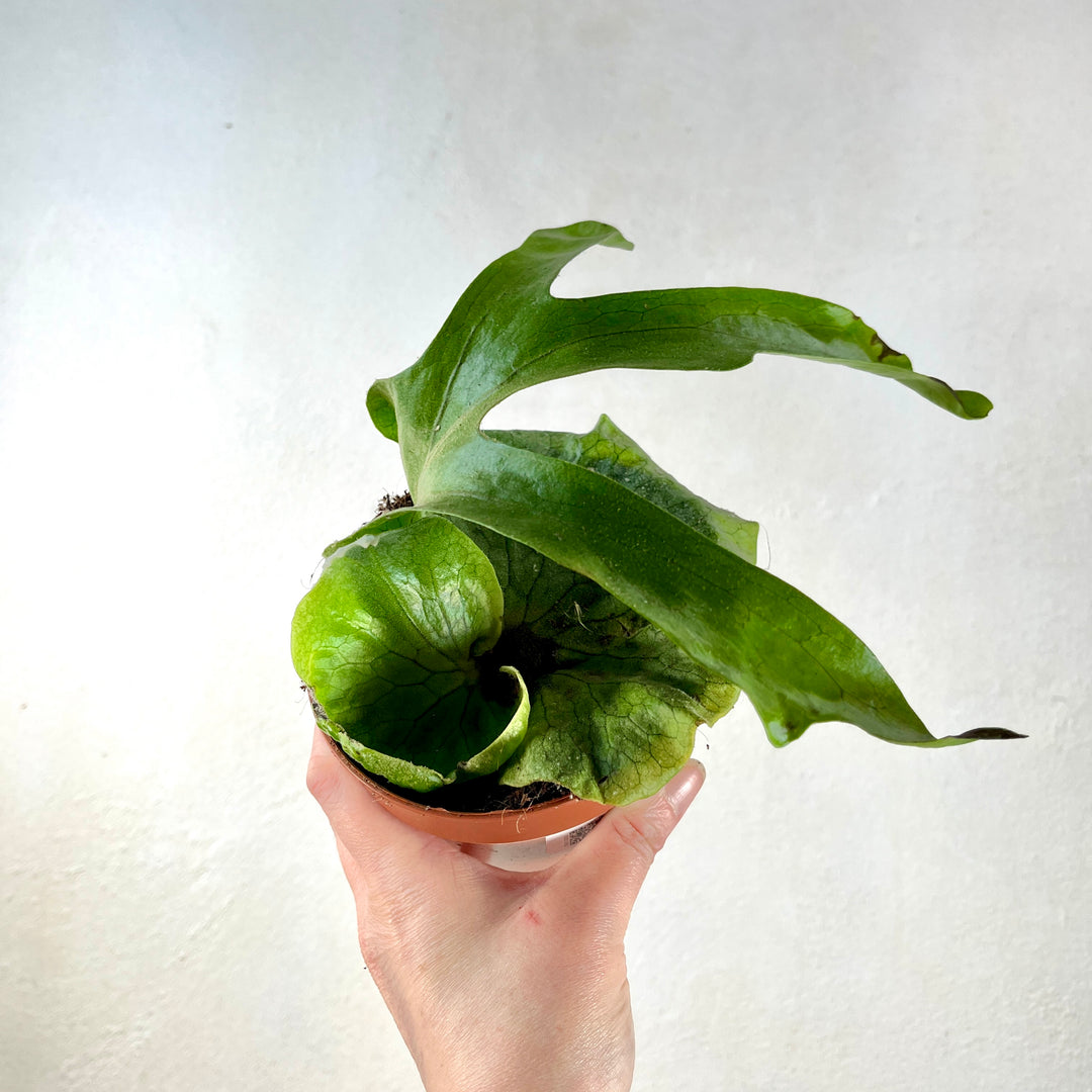 Platycerium Superbum -Giant staghorn fern