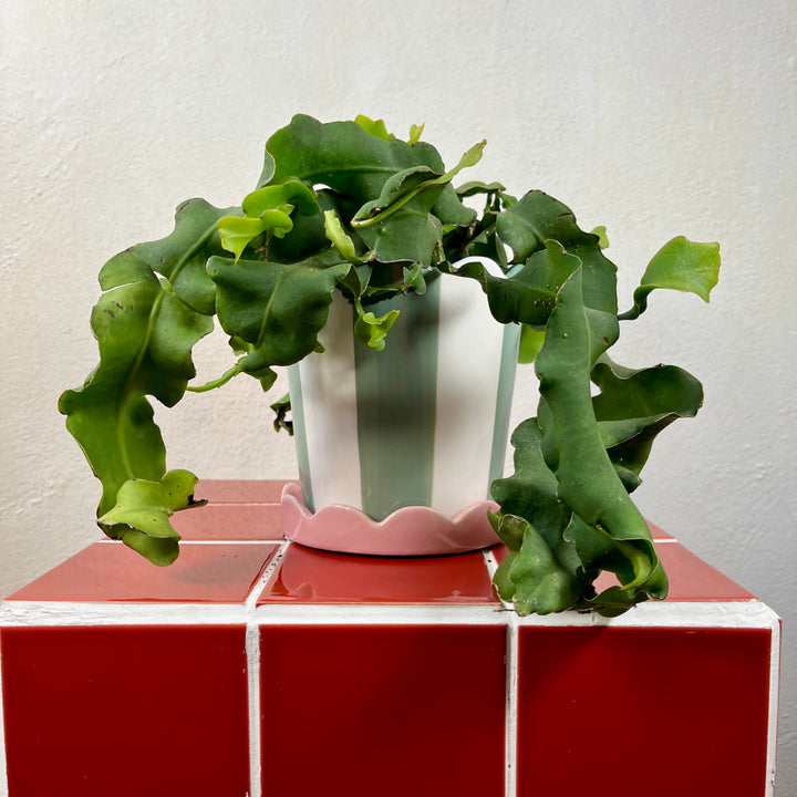 Epiphyllum Guatamalense Curly Locks Orchid Cactus