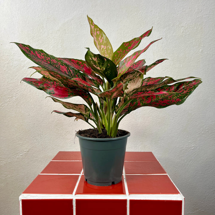 Aglaonema Unyamanee Red – Chinese Evergreen