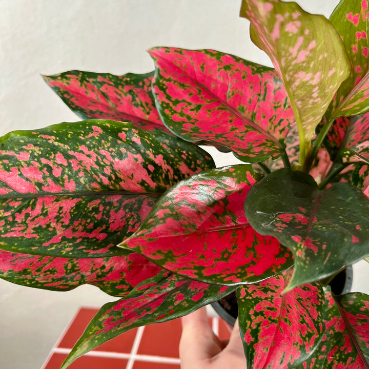 Aglaonema Unyamanee Red – Chinese Evergreen
