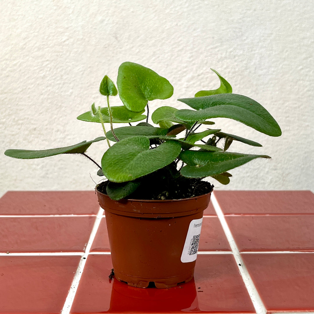 Hemionitis Arifolia- Heart Fern