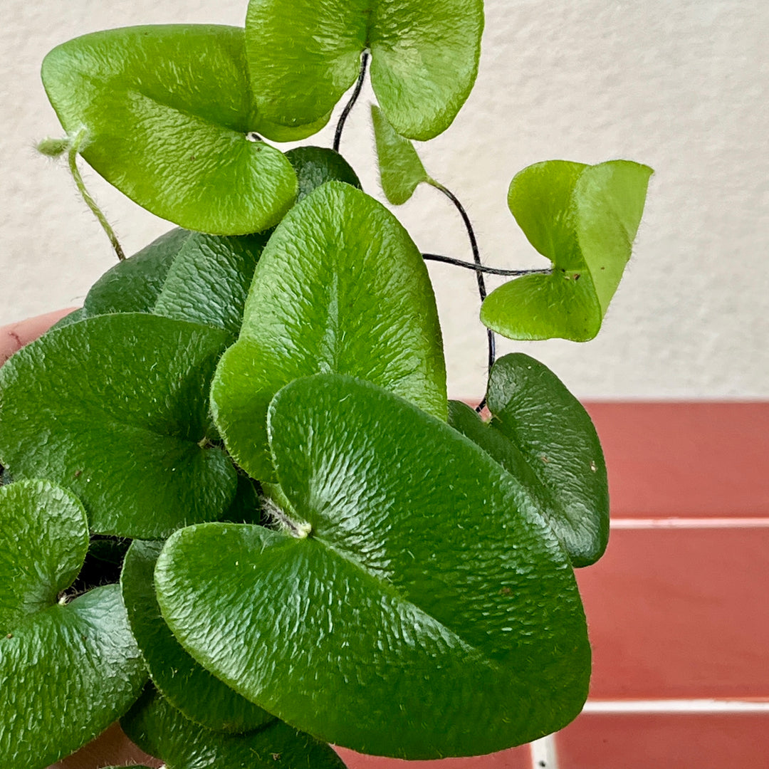 Hemionitis Arifolia- Heart Fern