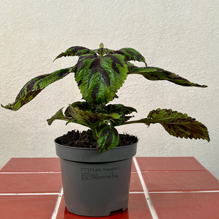 Coleus Tiger