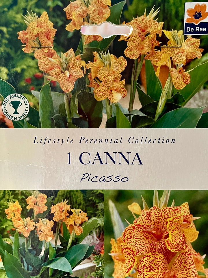 Summer Perennial Bulbs