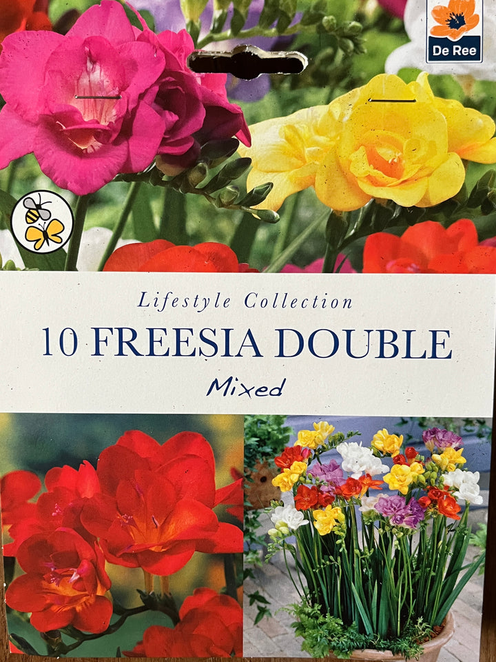 Summer Perennial Bulbs