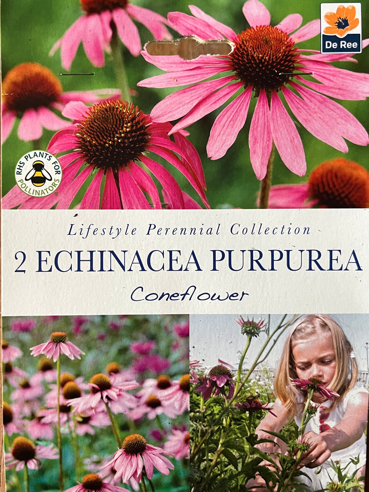 Summer Perennial Bulbs