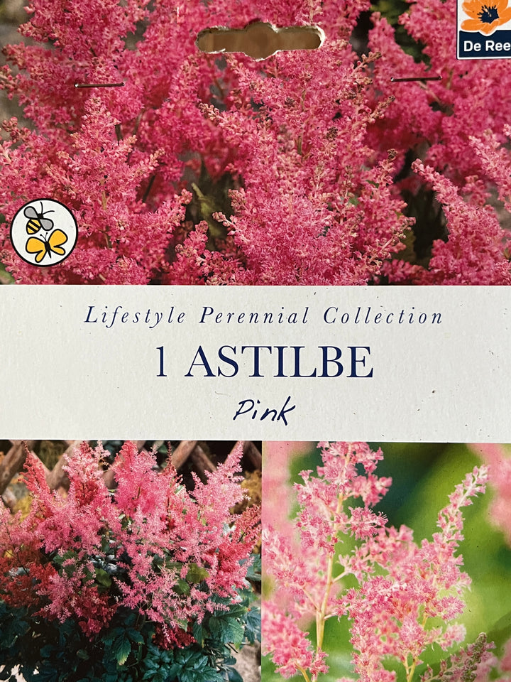 Summer Perennial Bulbs