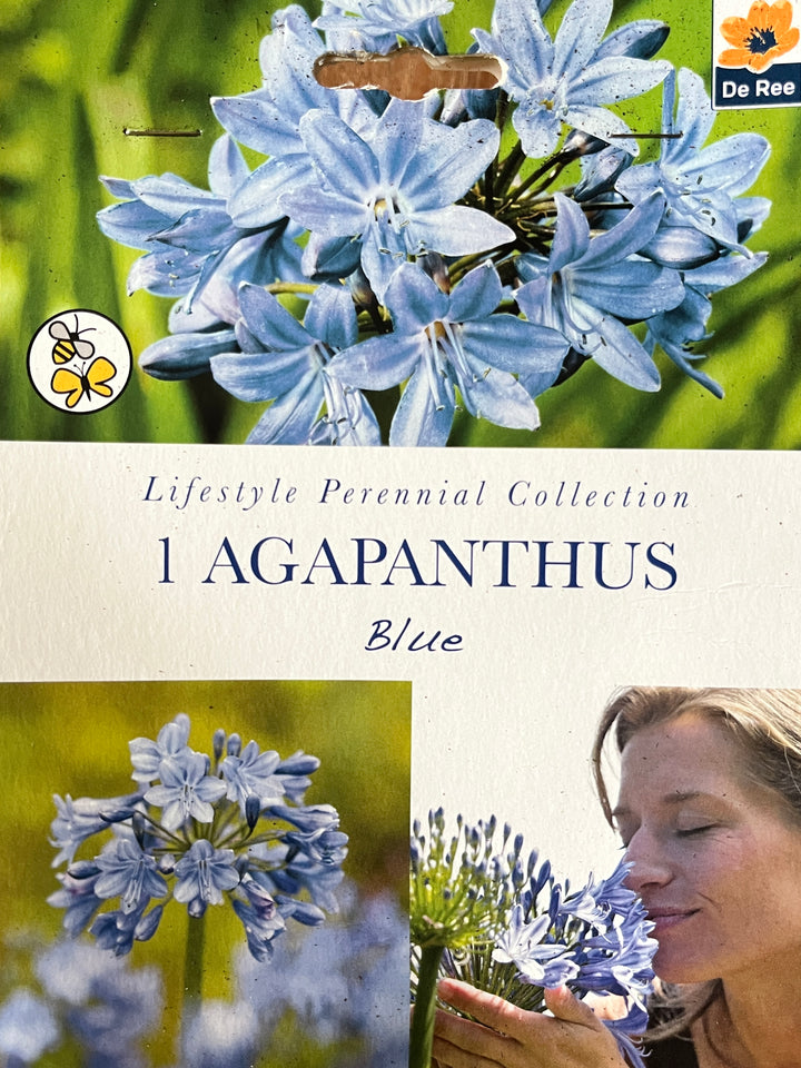 Summer Perennial Bulbs