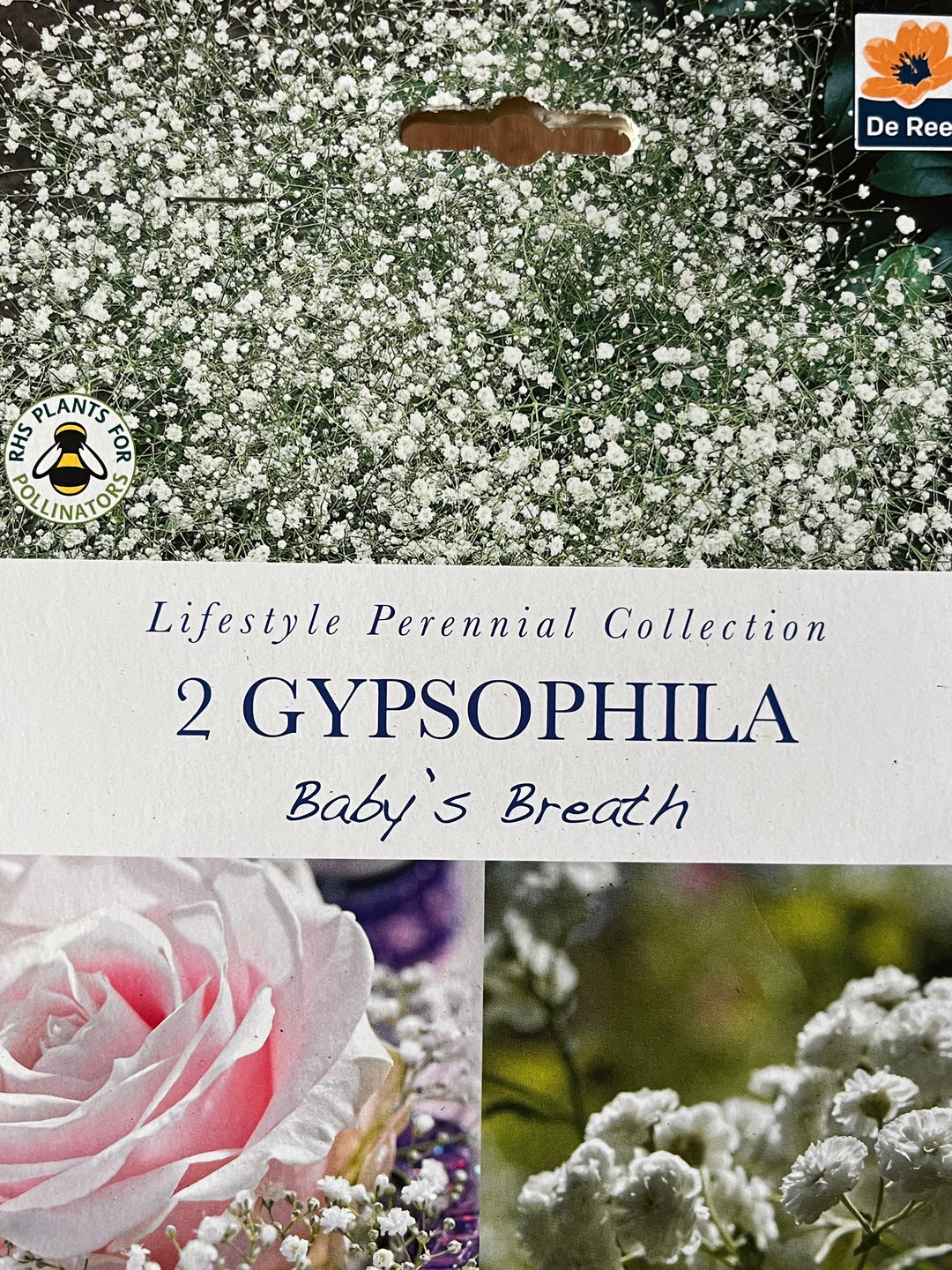 Summer Perennial Bulbs