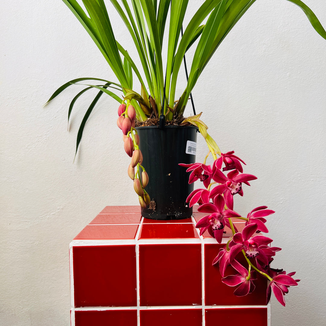 Cymbidium ‘Anisa’ – Cymbidium Orchid