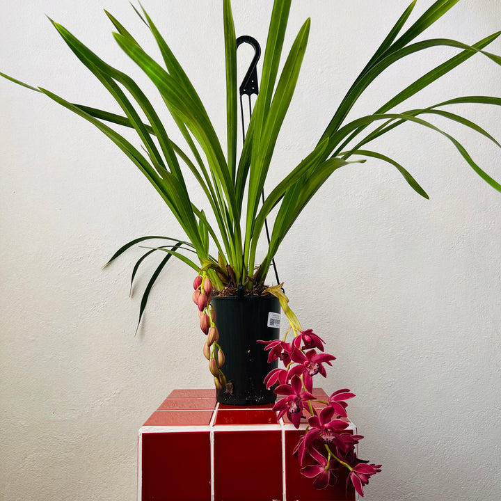 Cymbidium ‘Anisa’ – Cymbidium Orchid