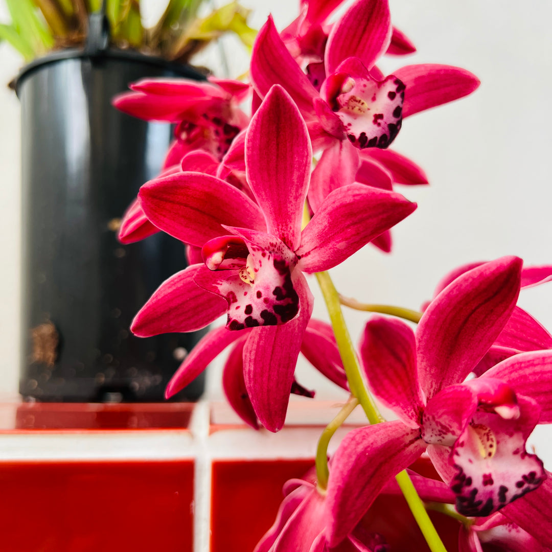 Cymbidium ‘Anisa’ – Cymbidium Orchid