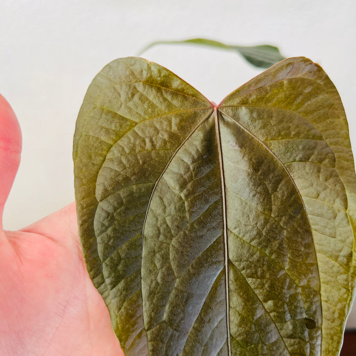 Anthirium Queen Of Hearts