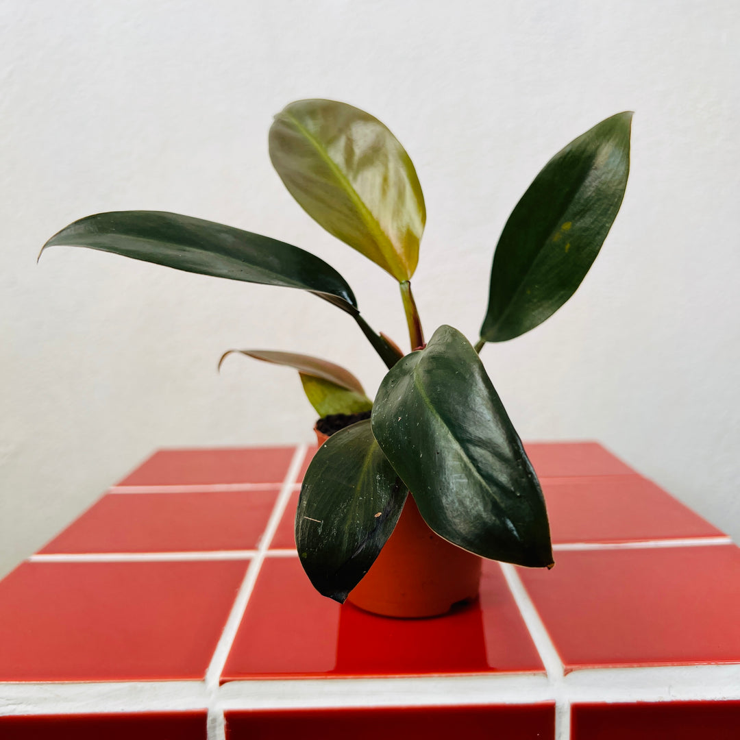 imperial red philodendron plant Philodendron Imperial Red – Plant Studio