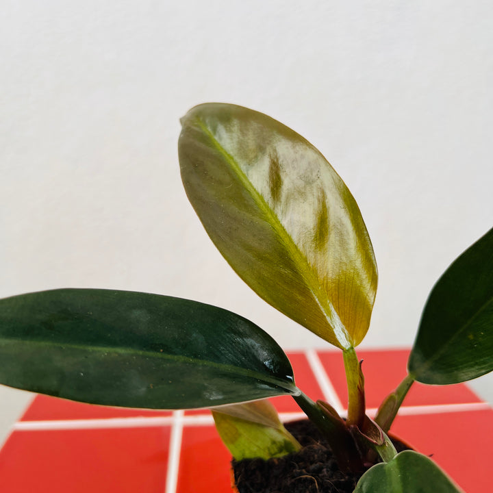 Philodendron Imperial Red