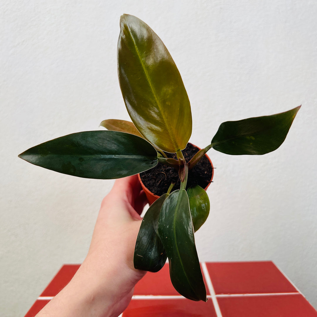 Philodendron Imperial Red