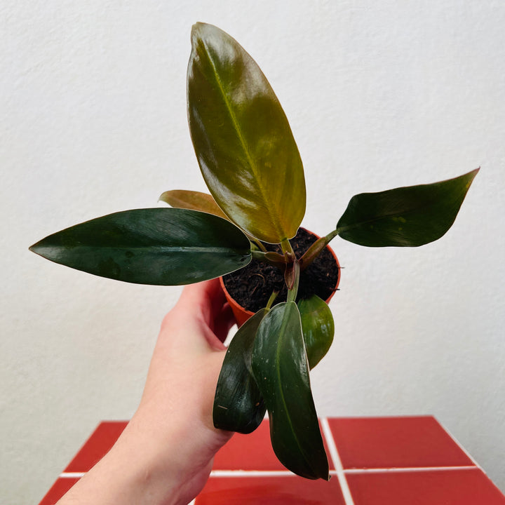 Philodendron Imperial Red