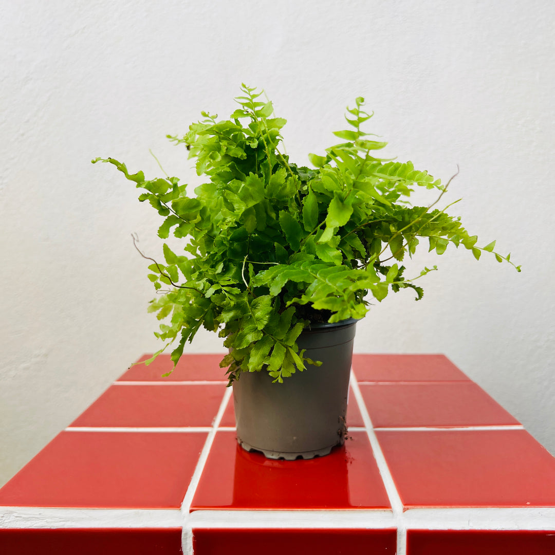 Nephrolepis exaltata 'Green Moment'- Compact Boston Fern