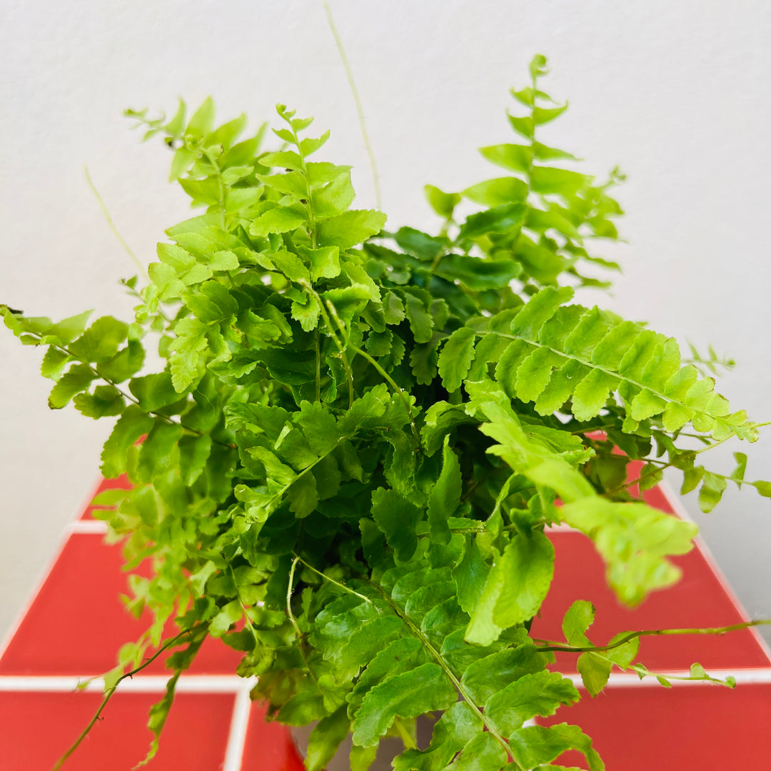 Nephrolepis exaltata 'Green Moment'- Compact Boston Fern