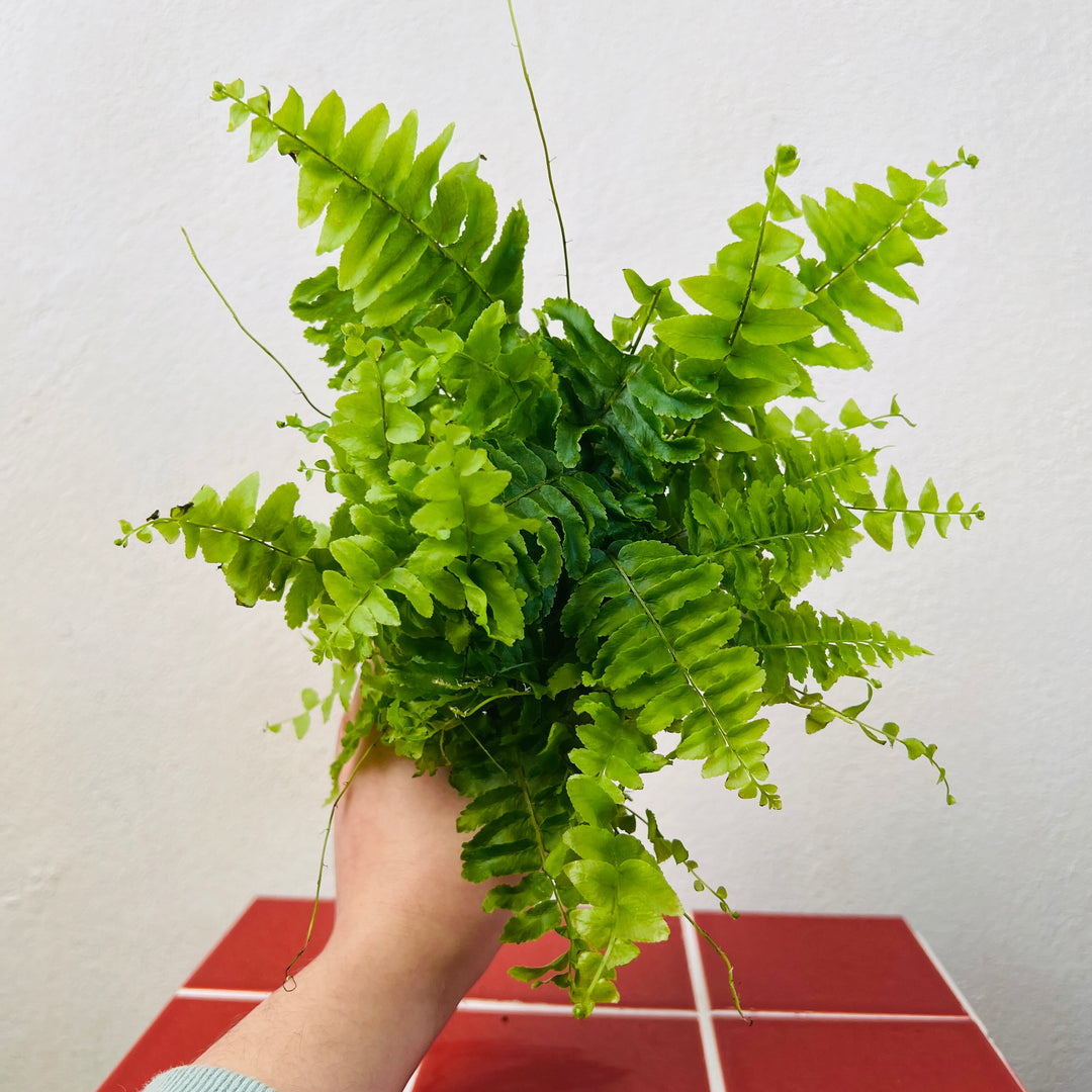 Nephrolepis exaltata 'Green Moment'- Compact Boston Fern