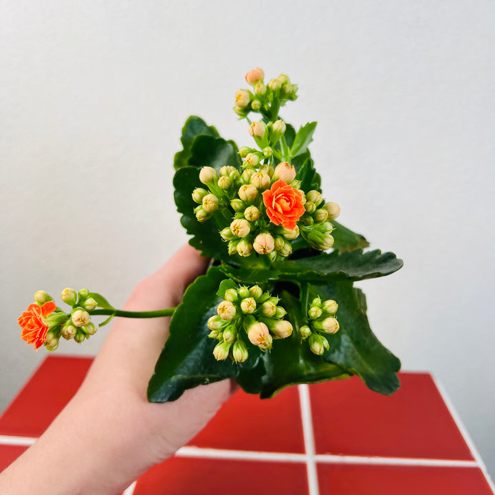 Kalanchoe × Calandiva ‘Orange’