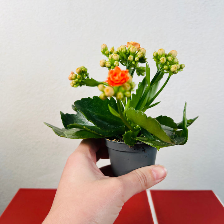 Kalanchoe × Calandiva ‘Orange’