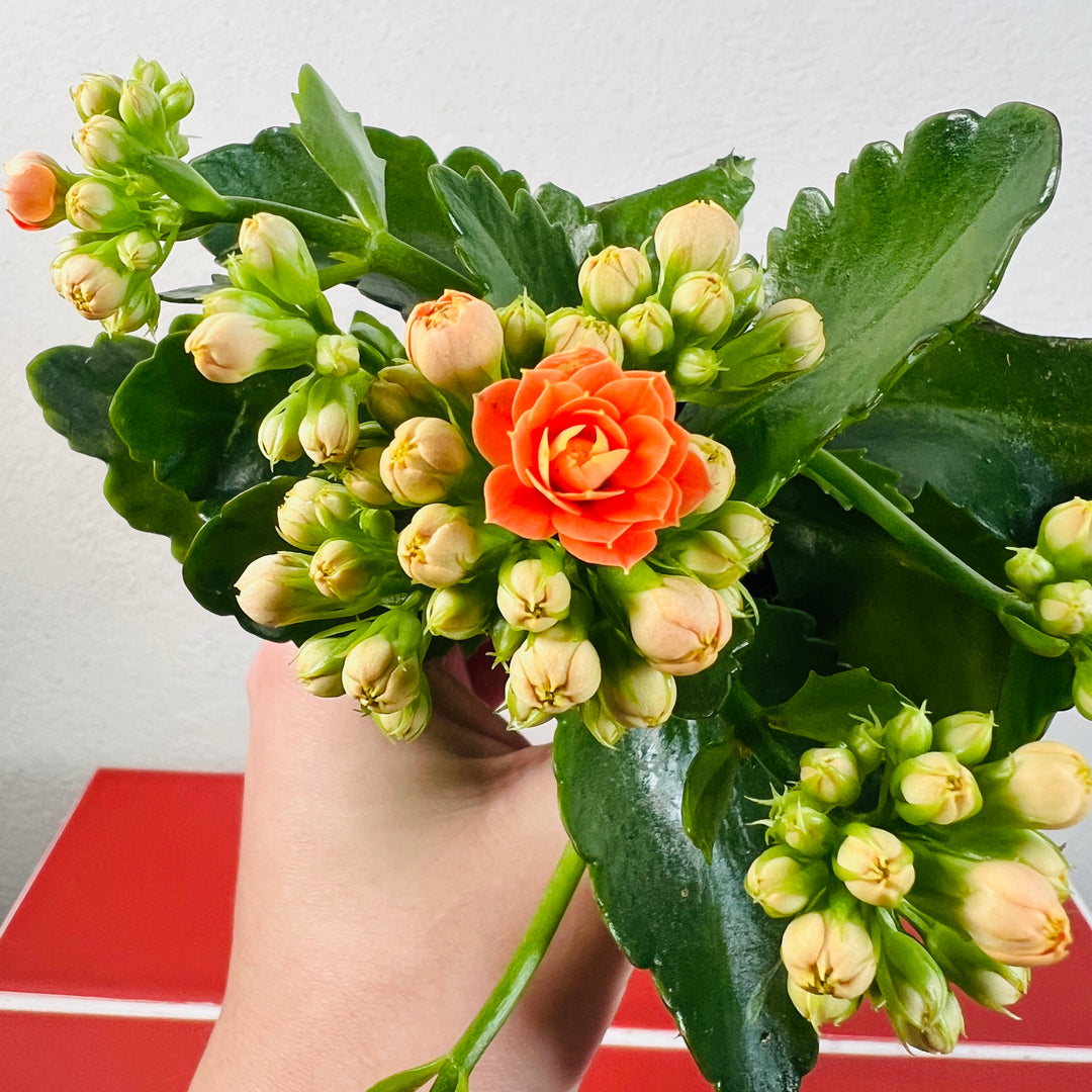Kalanchoe × Calandiva ‘Orange’