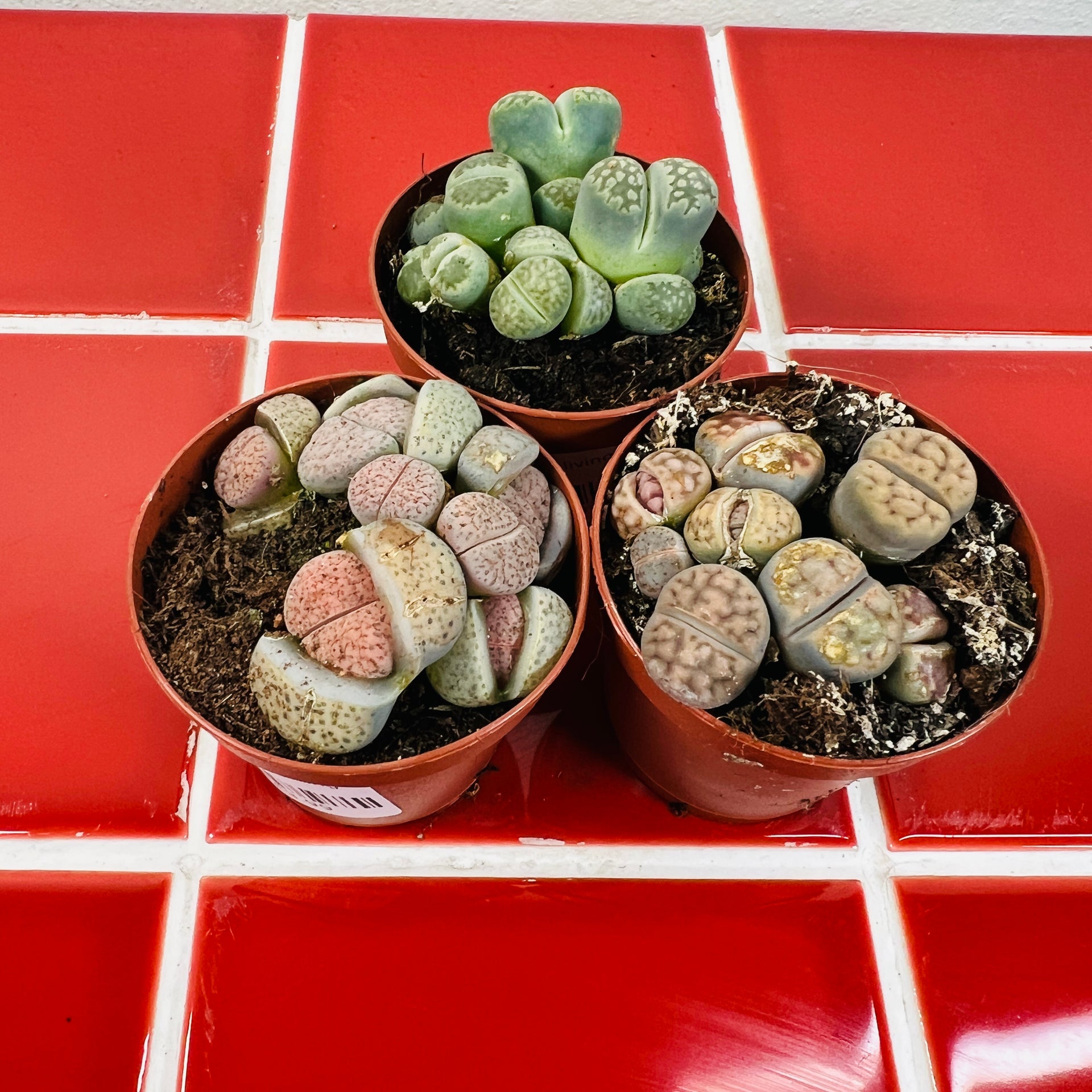 living stones succulents Lithops – Lucky Dip Living Stones