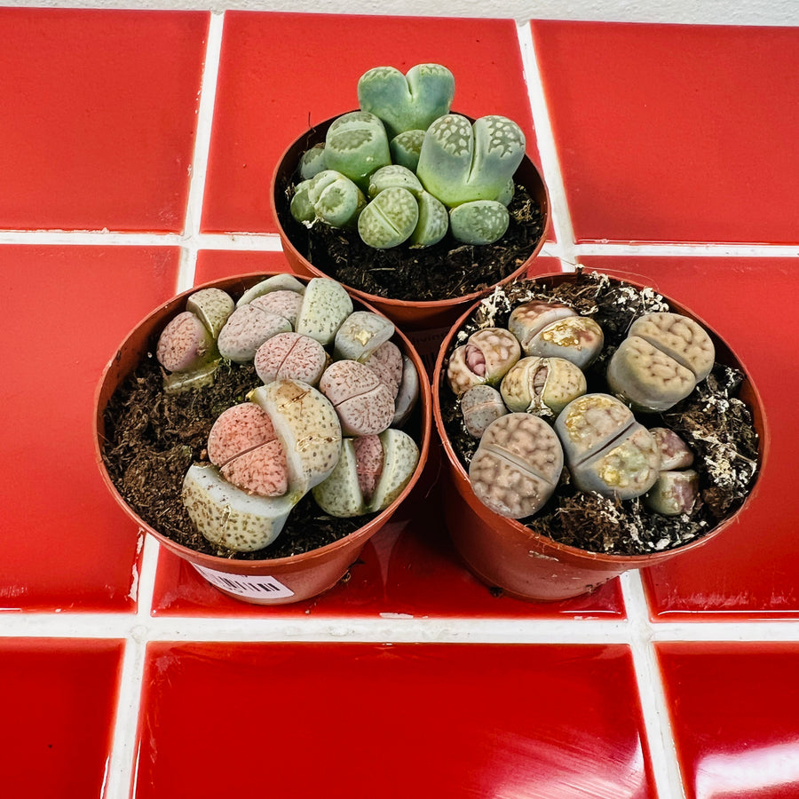 succulents that look like stones Lithops – Lucky Dip Living Stones