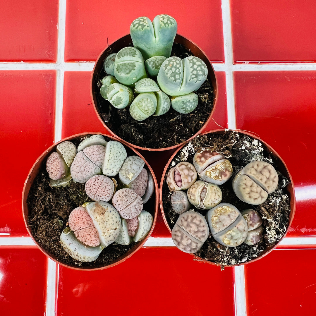 Lithops – Lucky Dip Living Stones