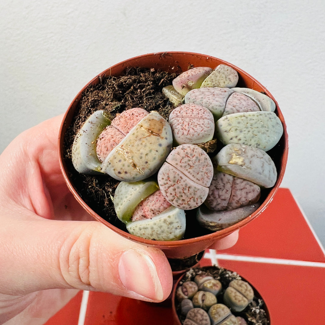 succulent plants that look like stones Lithops – Lucky Dip Living Stones