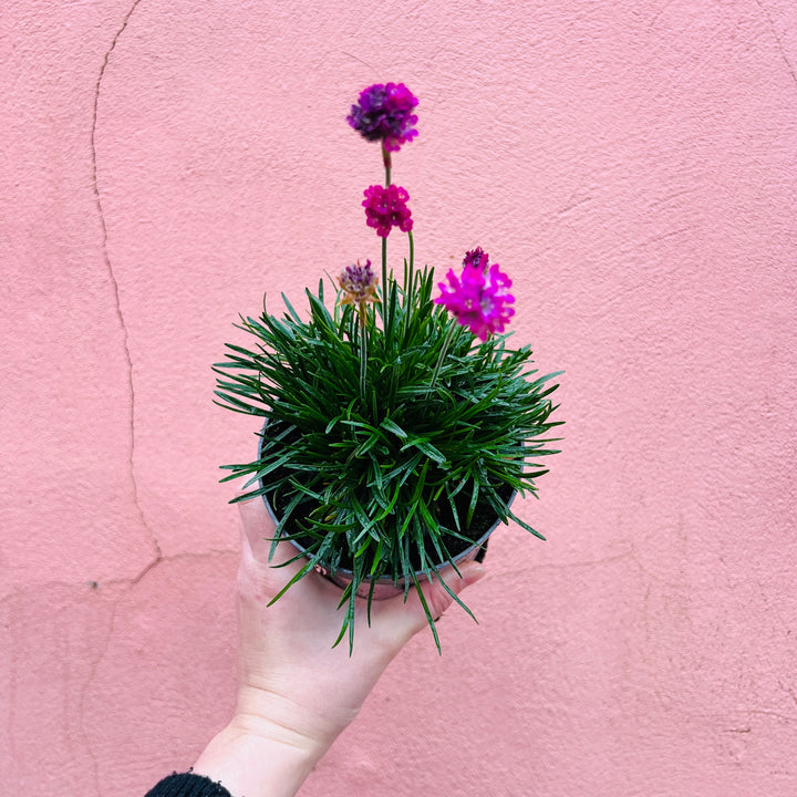 Armeria maritima Mix