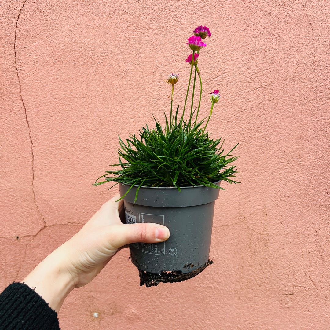 Armeria maritima Mix