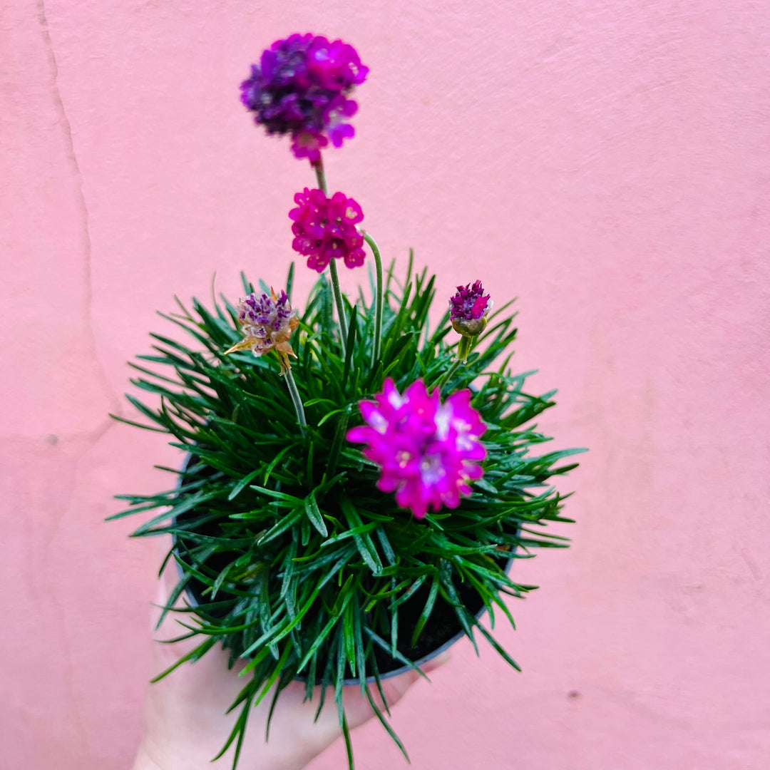 Armeria maritima Mix