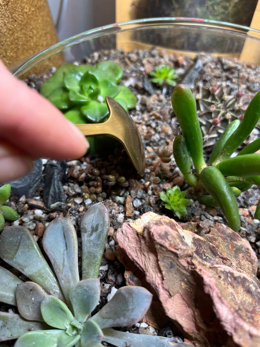 Open Desert Terrarium mini session