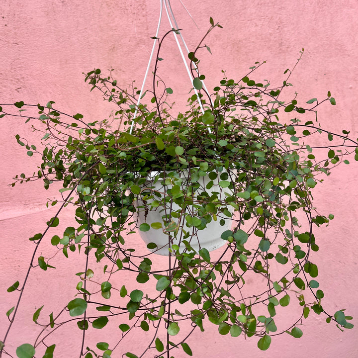 Muehlenbeckia Complexa - maidenhair vine