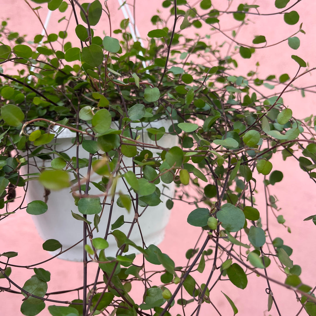 Muehlenbeckia Complexa - maidenhair vine