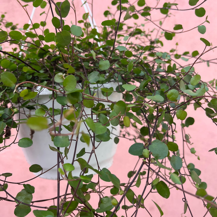 Muehlenbeckia Complexa - maidenhair vine