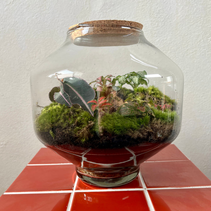 Plant.Studio 'Hideout' Terrarium