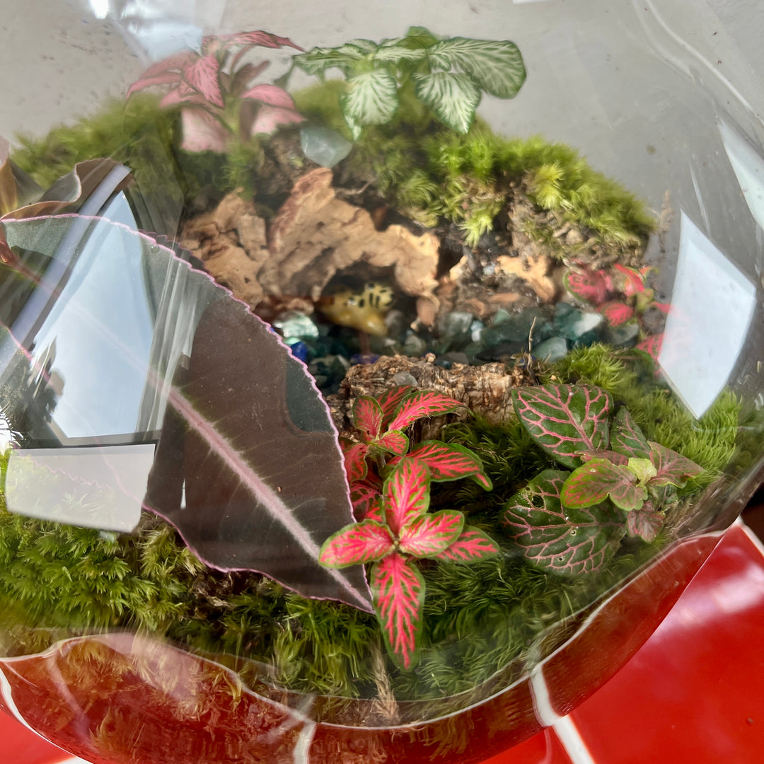 Plant.Studio 'Hideout' Terrarium