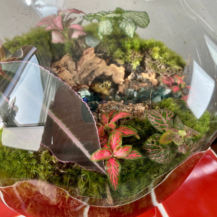Plant.Studio 'Hideout' Terrarium