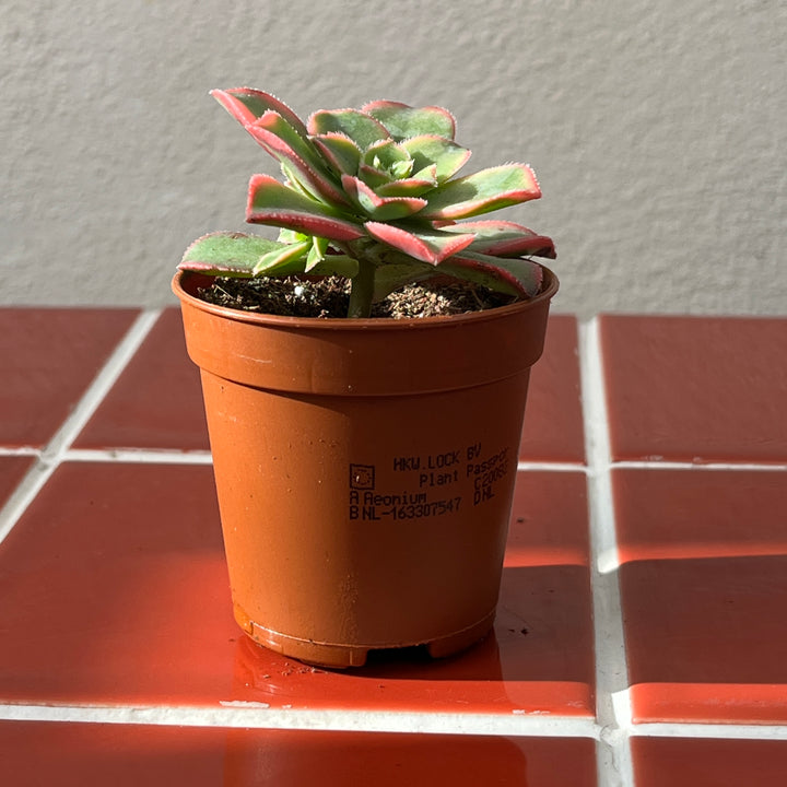 Aeonium Tricolour