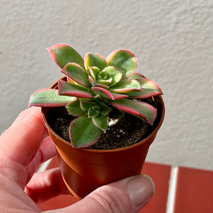 Aeonium Tricolour